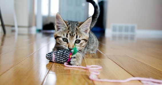 5 Best Automatic Cat Toys for Busy Pet Owners